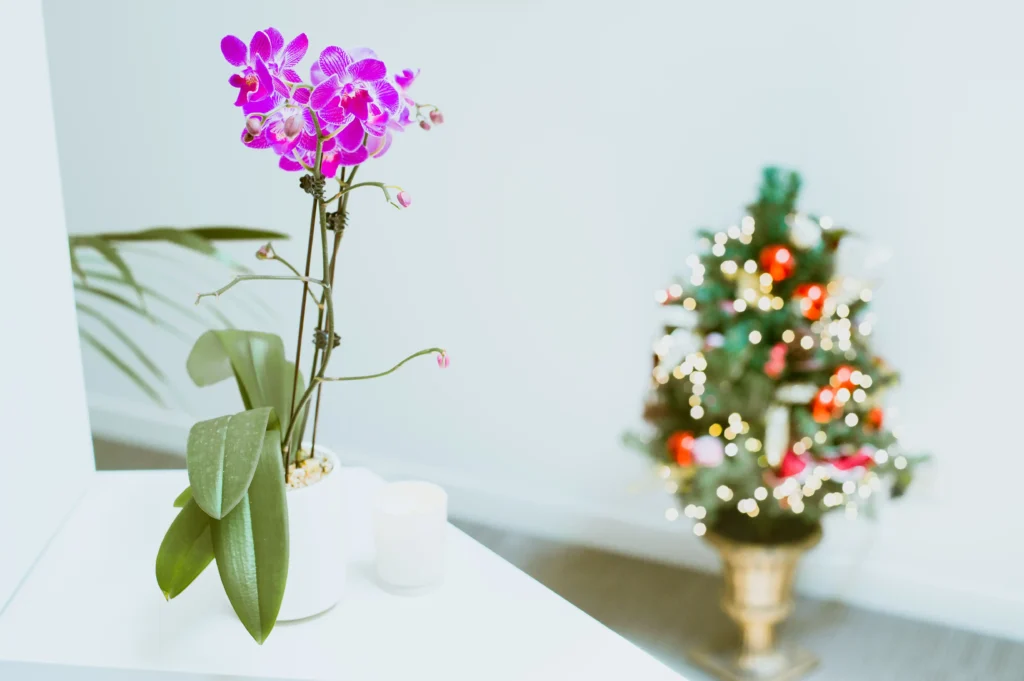 Detail Images at the office of the applecross dentist